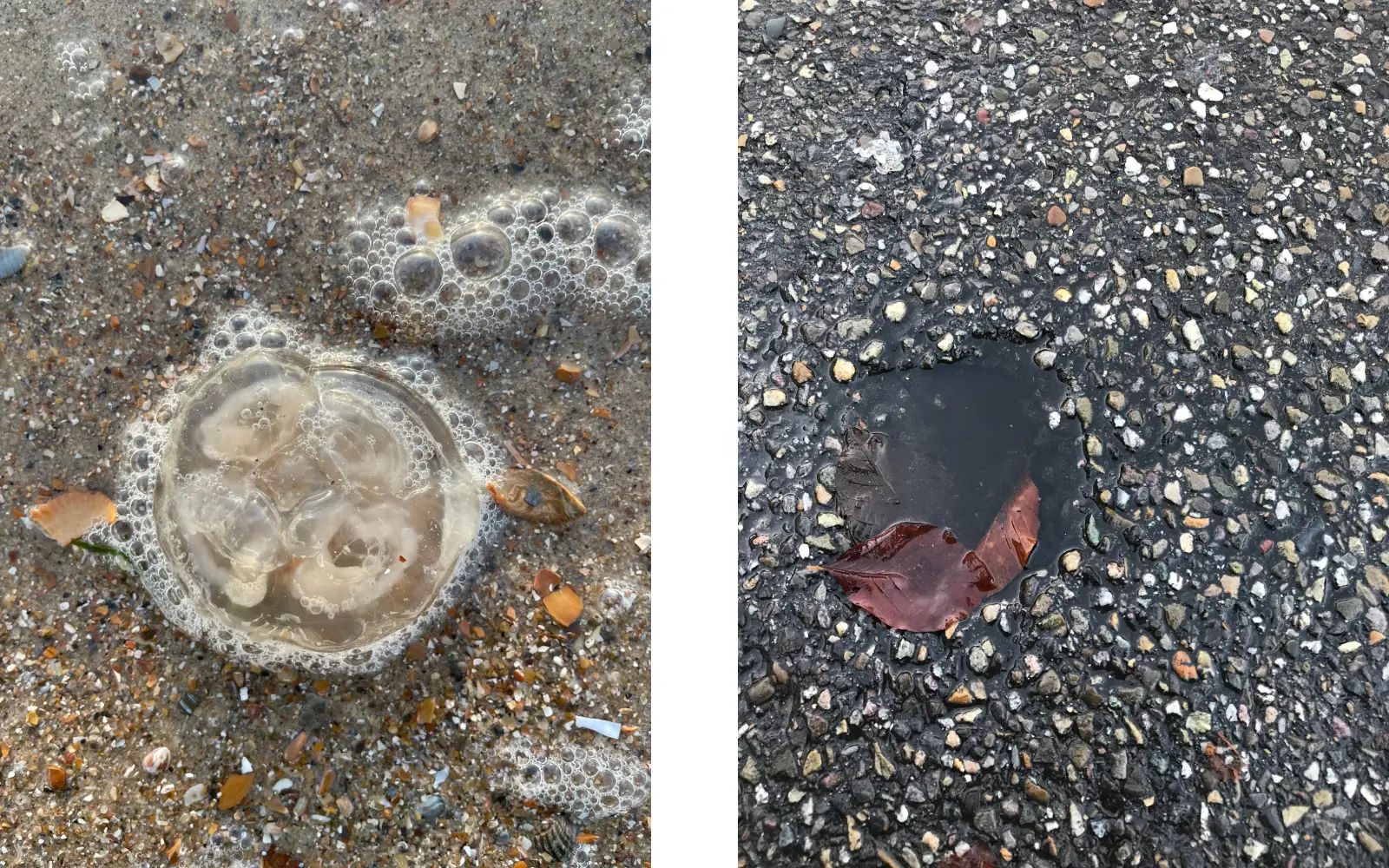 Jellyfish and pothole