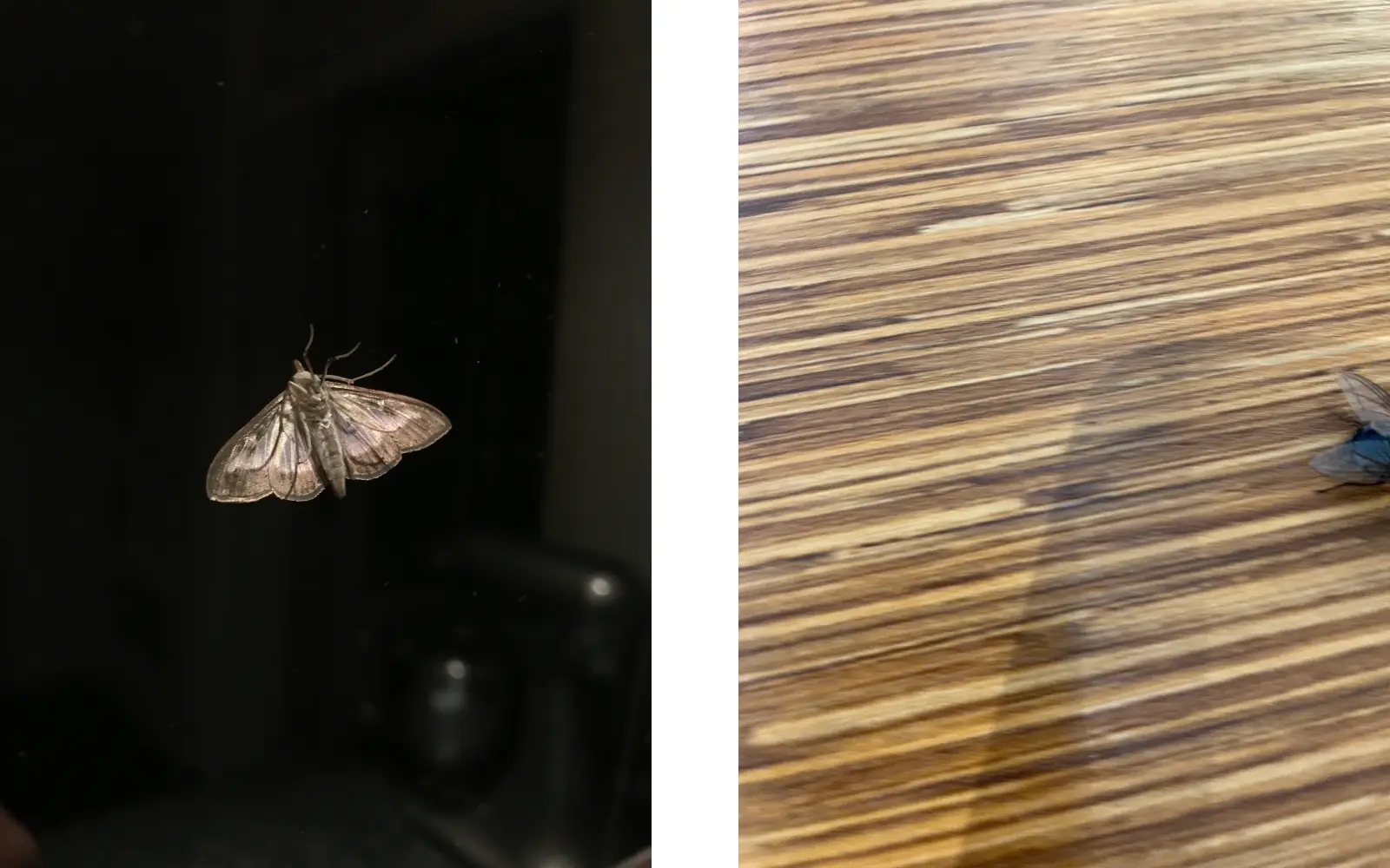 Moth-Fly